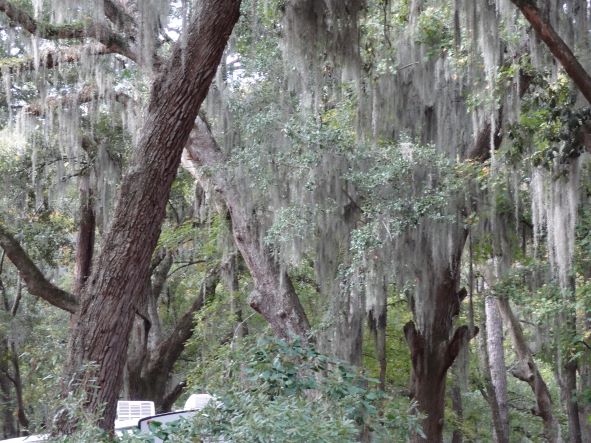 Camping at Skidaway Island State Park, Georgia